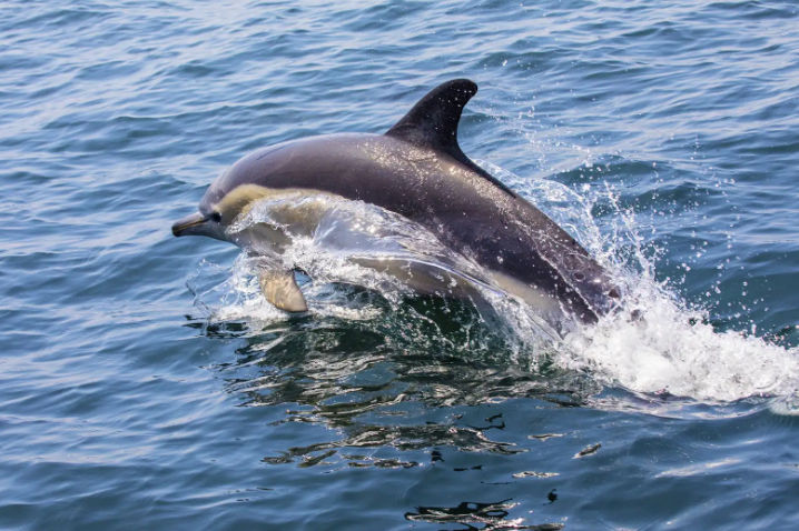 dolphin watching Lagos