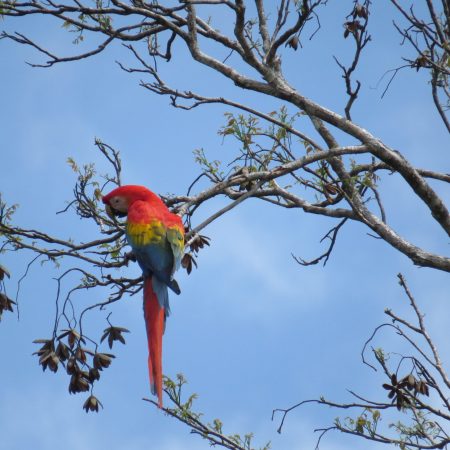 Amazonas retreat